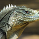 Illustration for article titled Reptiles are smart. Weve just been testing them wrong.